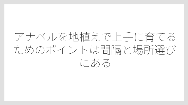 アナベルを地植えで上手に育てるためのポイントは間隔と場所選びにある