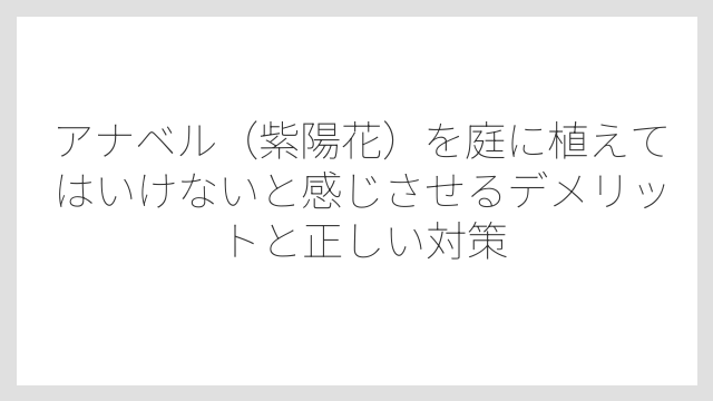 アナベルは実は縁起が良いとされる品種でもある