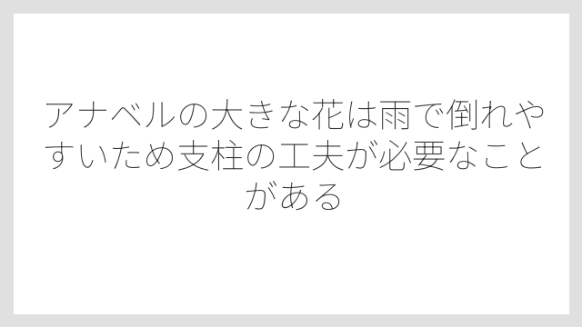 アナベルの大きな花は雨で倒れやすいため支柱の工夫が必要なことがある