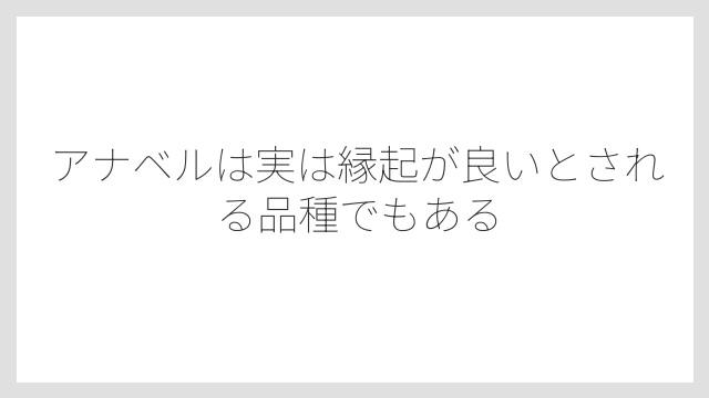 アナベルは実は縁起が良いとされる品種でもある