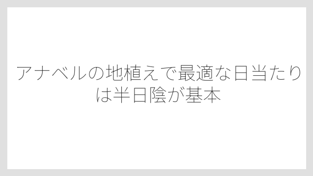 アナベルの地植えで最適な日当たりは半日陰が基本