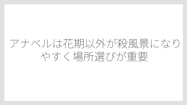 アナベルは花期以外が殺風景になりやすく場所選びが重要