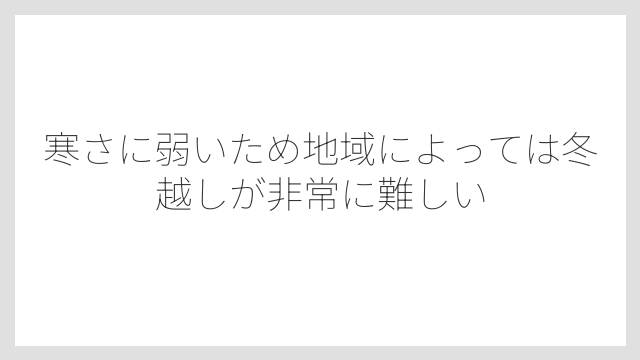 寒さに弱いため地域によっては冬越しが非常に難しい