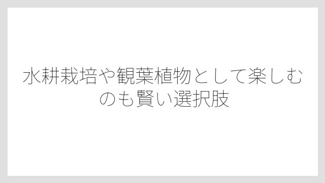 水耕栽培や観葉植物として楽しむのも賢い選択肢