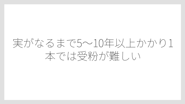 実がなるまで5〜10年以上かかり1本では受粉が難しい