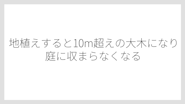 地植えすると10m超えの大木になり庭に収まらなくなる