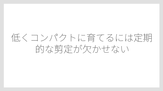 低くコンパクトに育てるには定期的な剪定が欠かせない