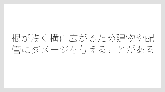 根が浅く横に広がるため建物や配管にダメージを与えることがある