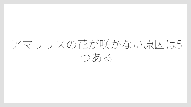 アマリリスの花が咲かない原因は5つある