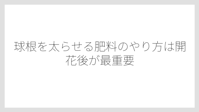 球根を太らせる肥料のやり方は開花後が最重要