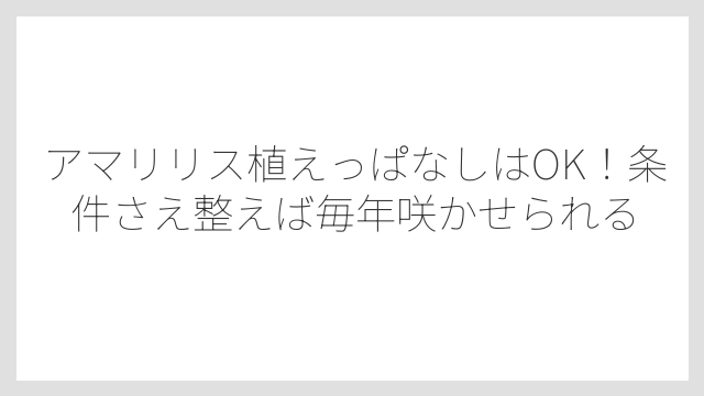 アマリリス植えっぱなしはOK！条件さえ整えば毎年咲かせられる