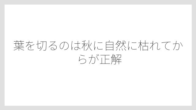 葉を切るのは秋に自然に枯れてからが正解