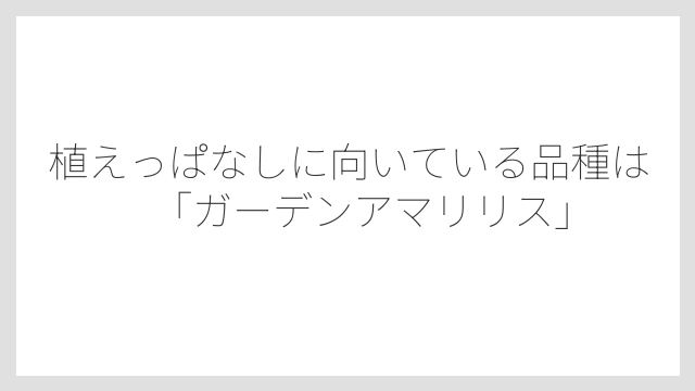 植えっぱなしに向いている品種は「ガーデンアマリリス」
