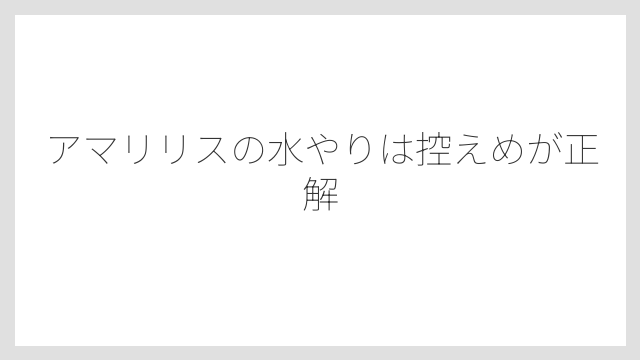 アマリリスの水やりは控えめが正解