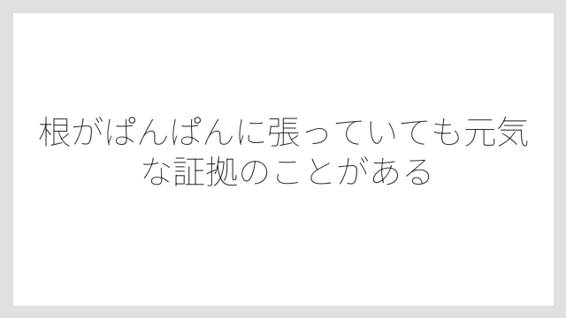 根がぱんぱんに張っていても元気な証拠のことがある