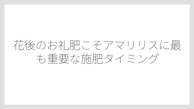花後のお礼肥こそアマリリスに最も重要な施肥タイミング