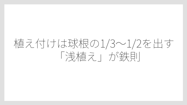 植え付けは球根の1/3〜1/2を出す「浅植え」が鉄則