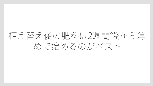 植え替え後の肥料は2週間後から薄めで始めるのがベスト