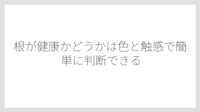 根が健康かどうかは色と触感で簡単に判断できる