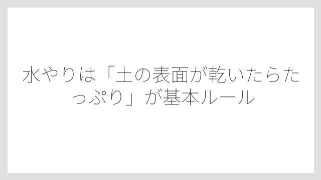 水やりは「土の表面が乾いたらたっぷり」が基本ルール