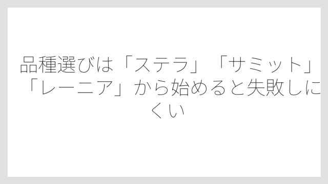 品種選びは「ステラ」「サミット」「レーニア」から始めると失敗しにくい