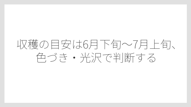 収穫の目安は6月下旬〜7月上旬、色づき・光沢で判断する