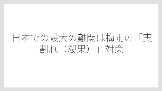 日本での最大の難関は梅雨の「実割れ（裂果）」対策