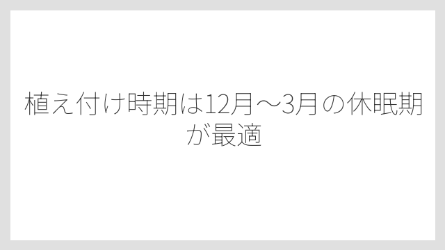 植え付け時期は12月〜3月の休眠期が最適