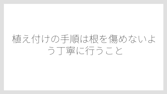 植え付けの手順は根を傷めないよう丁寧に行うこと