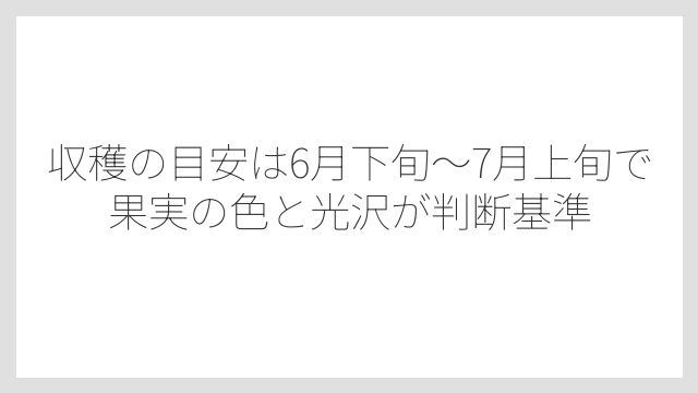 収穫の目安は6月下旬〜7月上旬で果実の色と光沢が判断基準