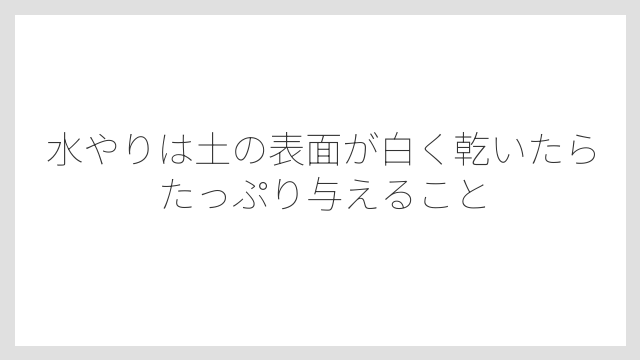 水やりは土の表面が白く乾いたらたっぷり与えること