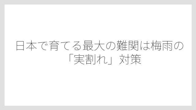 日本で育てる最大の難関は梅雨の「実割れ」対策