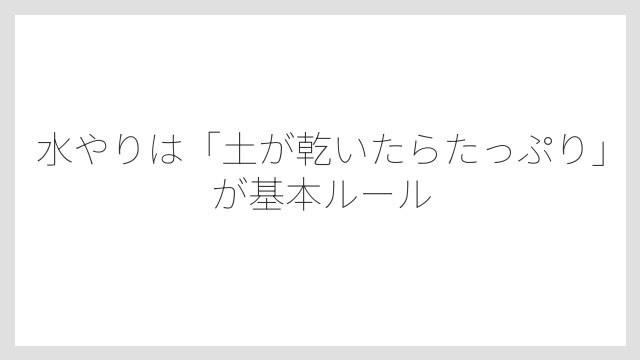 水やりは「土が乾いたらたっぷり」が基本ルール