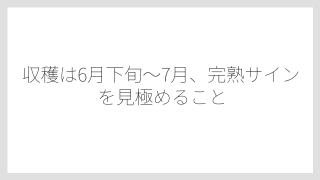 収穫は6月下旬〜7月、完熟サインを見極めること