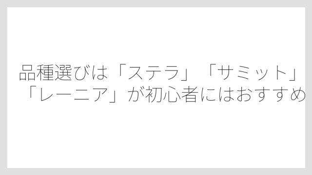 品種選びは「ステラ」「サミット」「レーニア」が初心者にはおすすめ