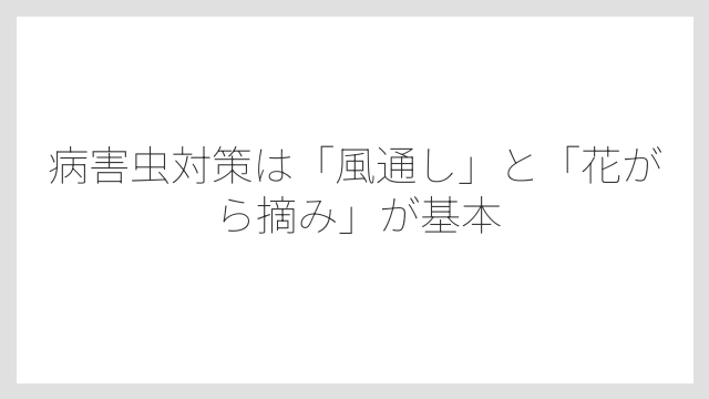 病害虫対策は「風通し」と「花がら摘み」が基本