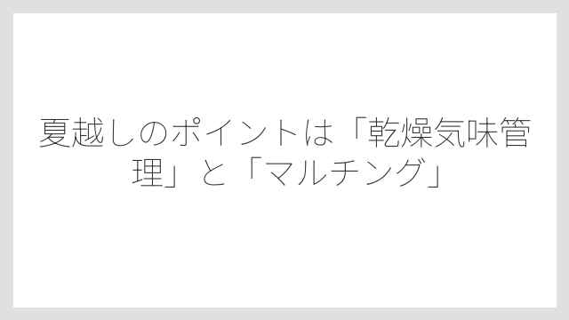 夏越しのポイントは「乾燥気味管理」と「マルチング」