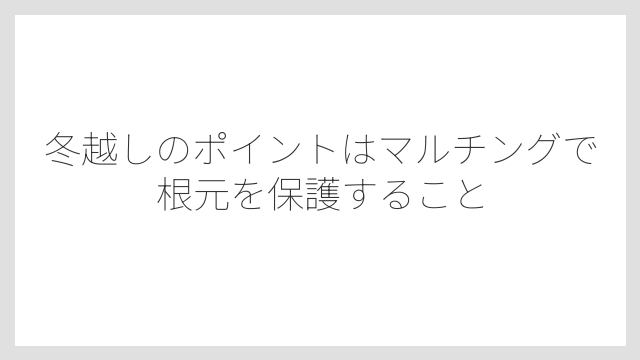 冬越しのポイントはマルチングで根元を保護すること