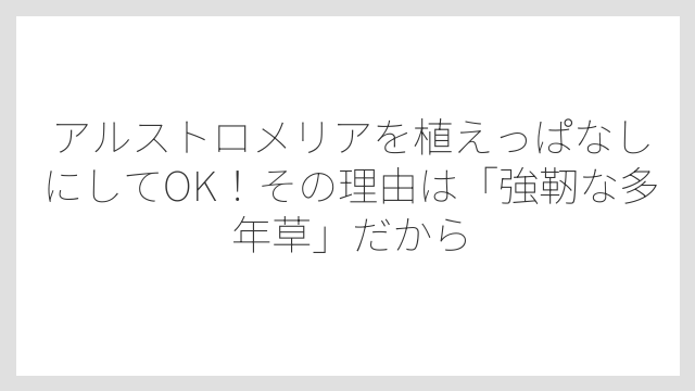 アルストロメリアを植えっぱなしにしてOK！その理由は「強靭な多年草」だから
