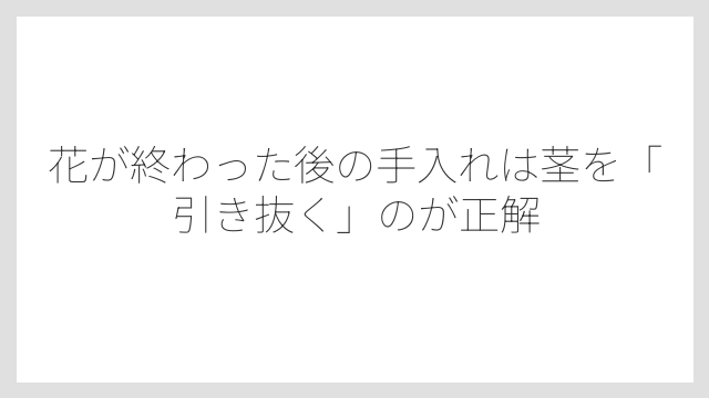 花が終わった後の手入れは茎を「引き抜く」のが正解