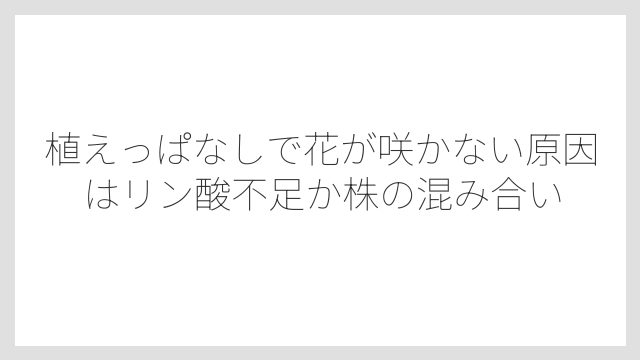 植えっぱなしで花が咲かない原因はリン酸不足か株の混み合い