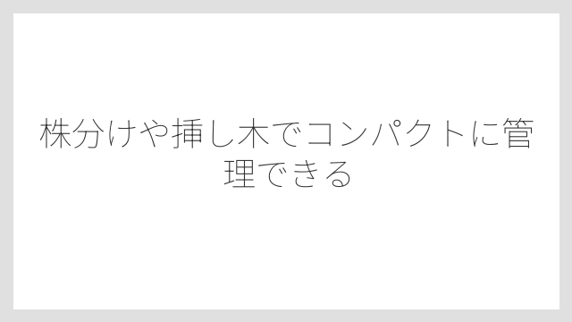 株分けや挿し木でコンパクトに管理できる