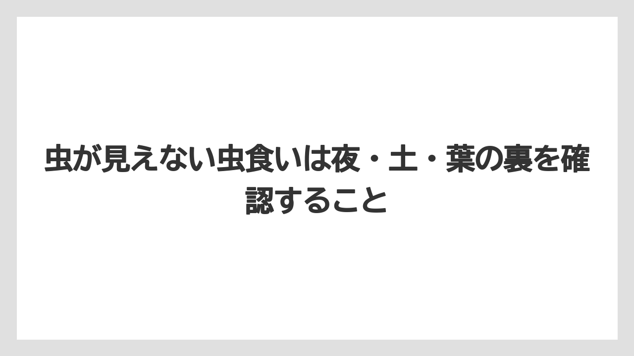 【しそ】【大葉】【栽培】【農業】虫が見えない虫食いは夜・土・葉の裏を確認すること
