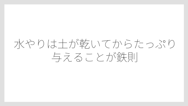 水やりは土が乾いてからたっぷり与えることが鉄則