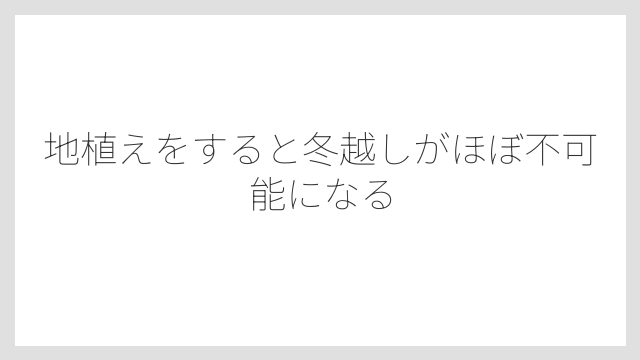 地植えをすると冬越しがほぼ不可能になる