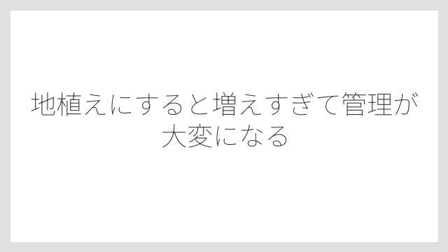 地植えにすると増えすぎて管理が大変になる