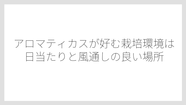 アロマティカスが好む栽培環境は日当たりと風通しの良い場所