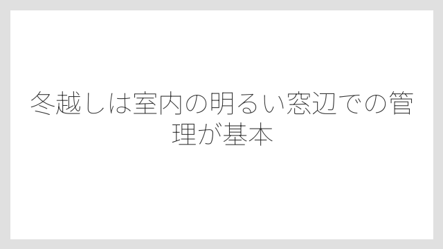 冬越しは室内の明るい窓辺での管理が基本