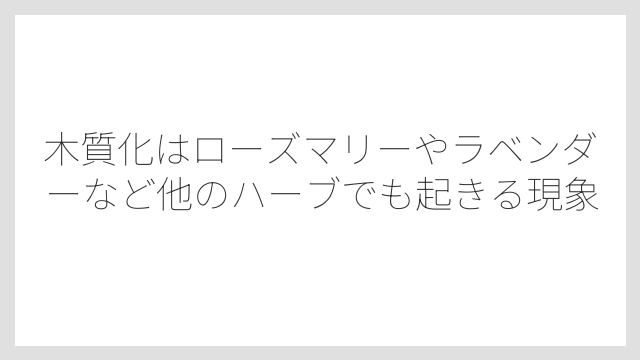 木質化はローズマリーやラベンダーなど他のハーブでも起きる現象