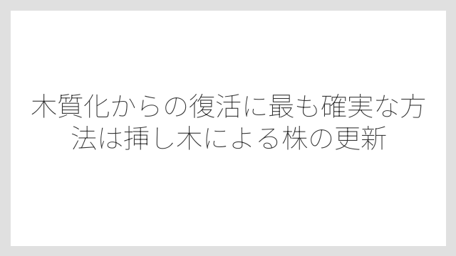 木質化からの復活に最も確実な方法は挿し木による株の更新